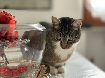 Close-up portrait of a cat