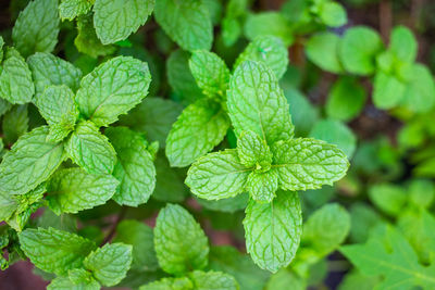 Full frame shot of fresh green leaves