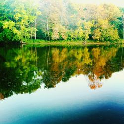 Reflection of trees in pond