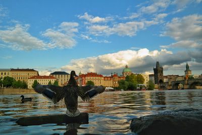 Swans on water in city against sky