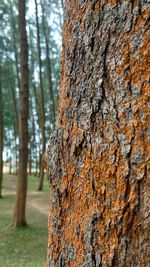 Close-up of tree trunk