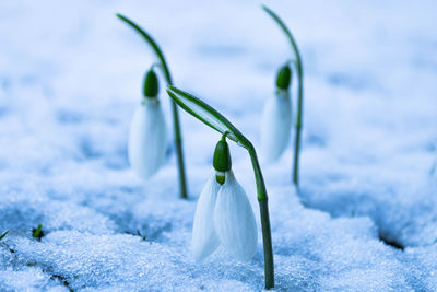 Close-up of white flower on snow covered land