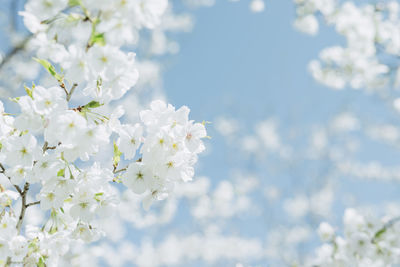 Close-up of apple blossoms in spring