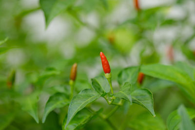 Close-up of red chili pepper plant