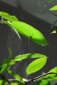 Close-up of spider on web