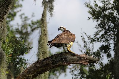 Low angle view of eagle perching on tree