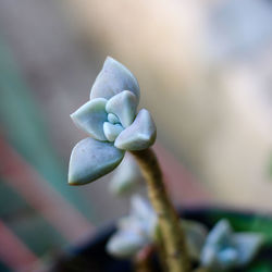 Close-up of plant against blurred background