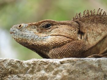 Close-up of lizard