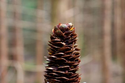 Close-up of pine cones