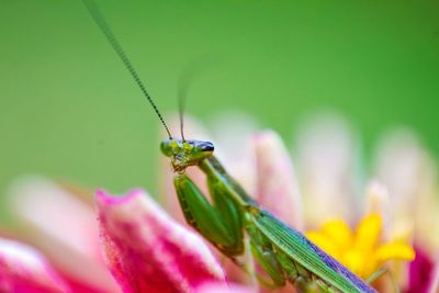 Close-up of praying mantis on flower