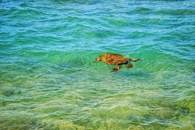 High angle view of turtle in sea