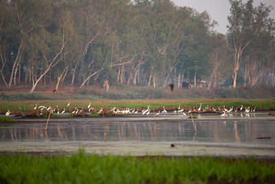 View of birds on land by lake