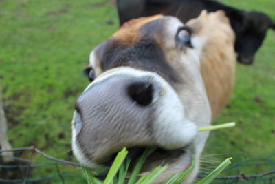 Close-up of cow