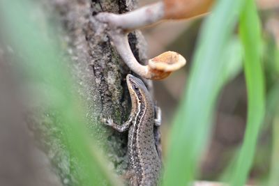 Close-up of lizard on tree trunk