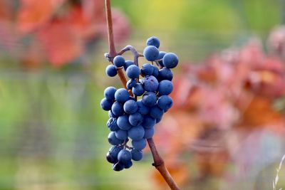 Close-up of grapes growing in vineyard