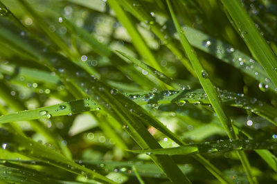 Full frame shot of raindrops on wet plant