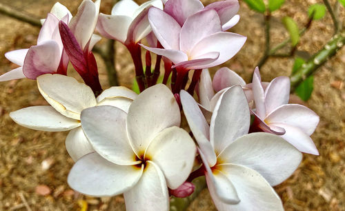 Close-up of white flowering plant