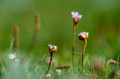 Close-up of flowering plant on field