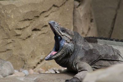 Close-up of lizard on rock