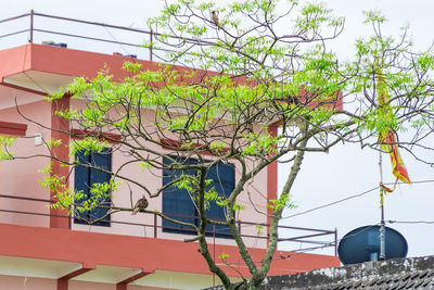 Low angle view of tree by building against sky