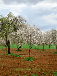 Trees on field against sky
