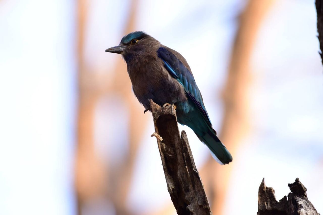 CLOSE-UP OF BIRD PERCHING ON A TREE