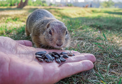 Close-up of hand holding mouse