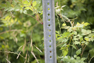 Close-up of fresh green plant