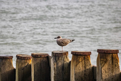 Seagull perching on wooden post by sea