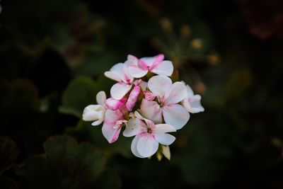 Close-up of pink flowers blooming outdoors