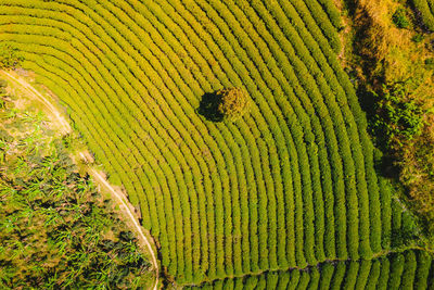 Full frame shot of agricultural field