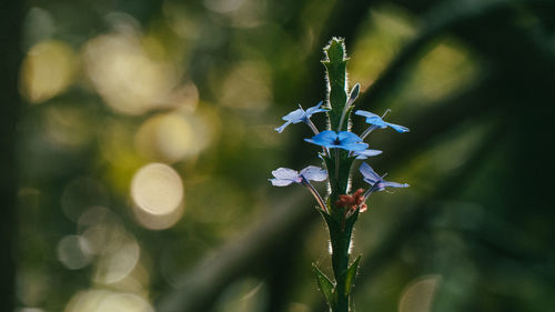 Close-up of purple flowering plant