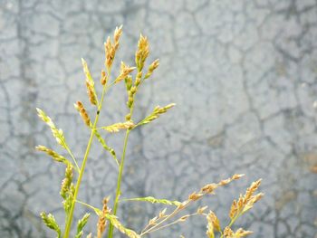 Close-up of yellow flowering plant