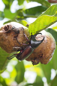 Close-up of insect on leaves