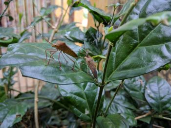 Close-up of insect on leaf