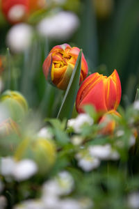 Close-up of orange tulips on field