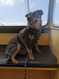 Dog looking away while sitting on car window