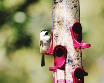 Close-up of bird perching on a feeder