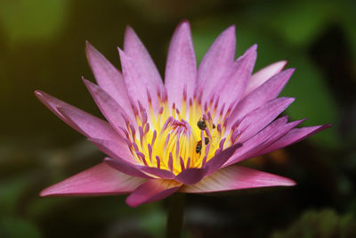 Close-up of purple water lily