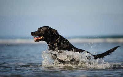 Dog in water against sky