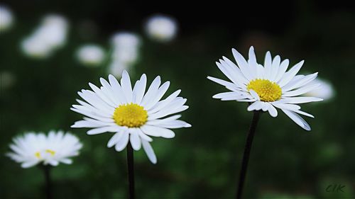 Close-up of white daisy flower