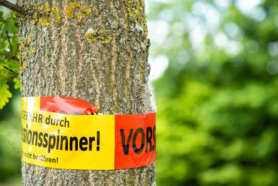 Close-up of text on tree trunk