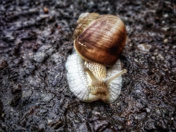 Close-up of snail