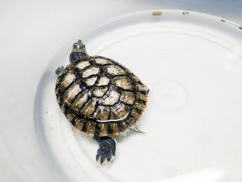 High angle view of snail