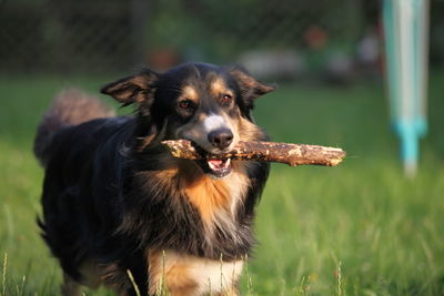 Portrait of dog sticking out tongue on field