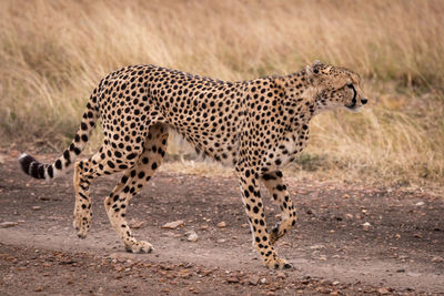 Cheetah walking on field 