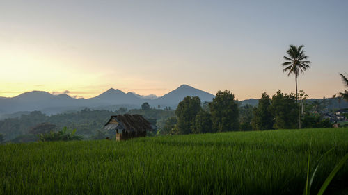 Scenic view of agricultural field against sky during sunset