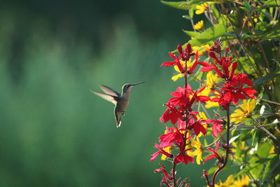 Bird flying in a red flower