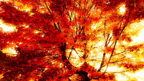 Low angle view of trees during autumn