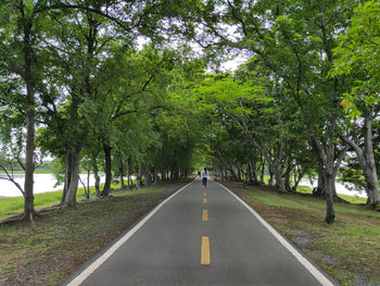 Road amidst trees in city